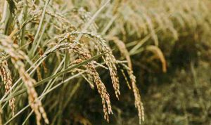 sandy-ravaloniaina-rARwqh9IXEE-unsplash_11zon